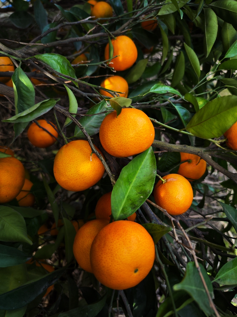 نارنگی پژ (پچ) - یک کیلوگرمی
